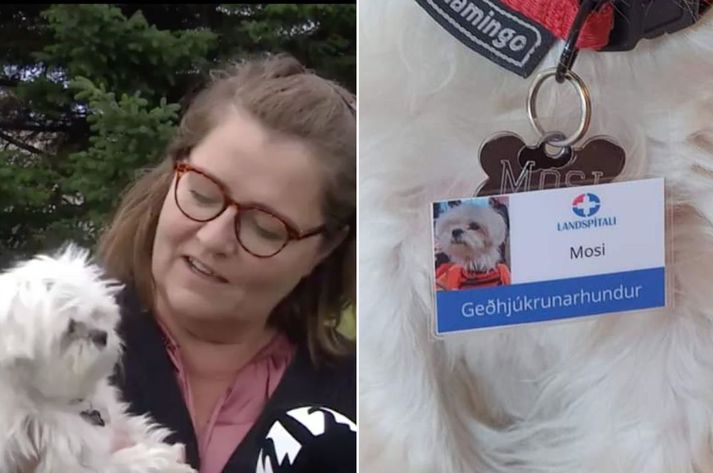 Hundurinn Mosi er geðhjúkrunarhundur.