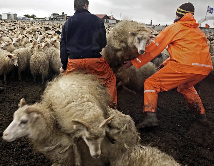 Mörg handtök þarf í landbúnaði, en um þau störf gilda kjarasamningar.