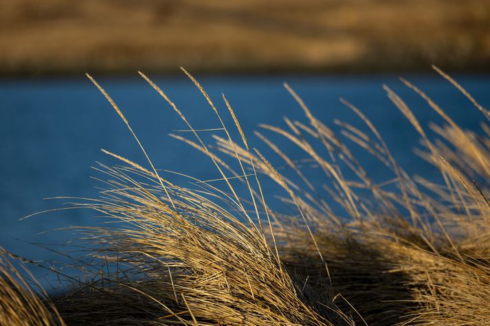 Strá í fjöru. Myndin er úr safni.