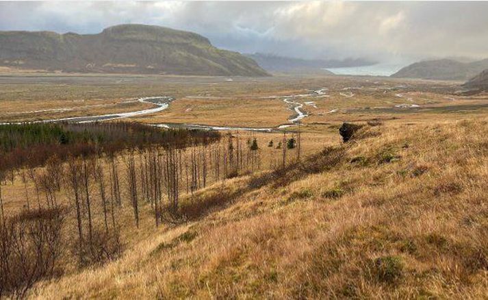 Fyrirhuguð staðsetning hótels og veitingaþjónustu á skógarsvæði, horft í norðvesturátt. Í bakgrunni má sjá tungu Hoffelsjökuls. 