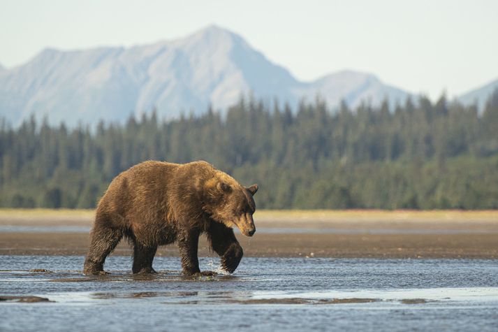 Hlýindi og rigningar um miðjan vetur hafa orðið tíðari í Alaska síðustu tvo áratugina.