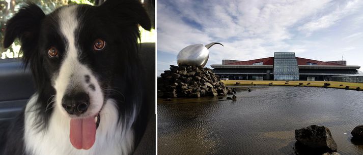 Hunter er svartur Border Collie með hvítum skellum.