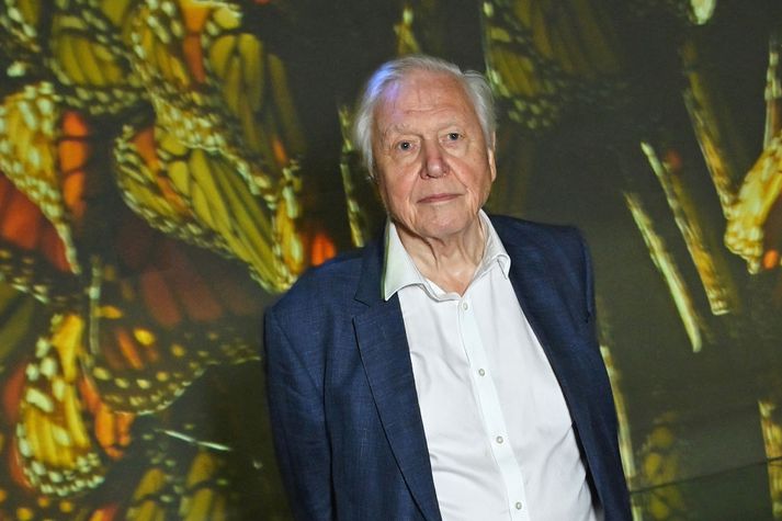 David Attenborough á meira en sjötíu ára feril að baki í sjónvarpi og kvikmyndum. Hann hefur unnið ómælda vinnu fyrir náttúruvernd.