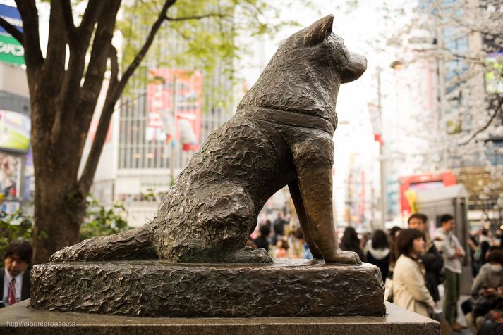 Styttan af Hachiko fyrir utan lestarstöðina í Shibuya í Tókýó.