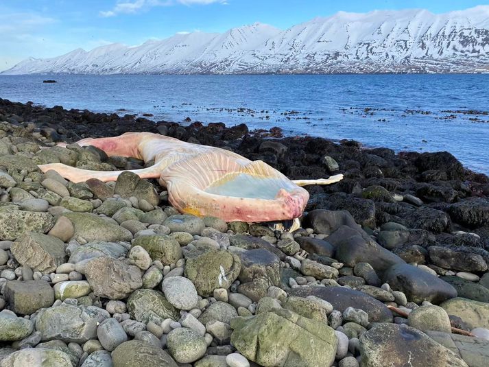 „Hann er orðinn bleikur og hvítur og rotinn,“ segir Ásrún Ýr Gestsdóttir.