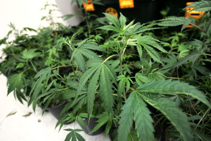 Húsleit var gerð nú síðdegis þar sem talsvert af kannabis fannst.