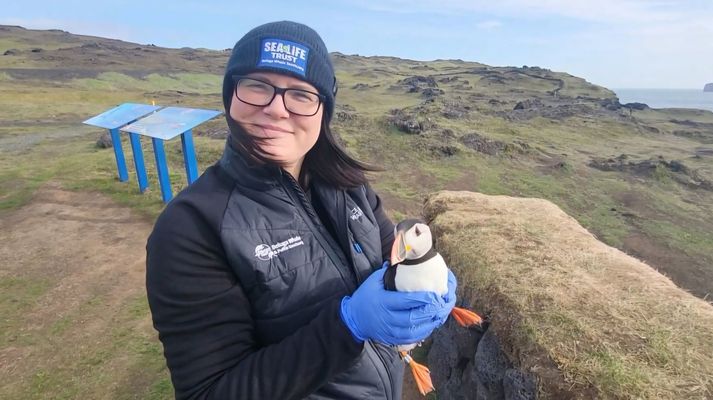   Þóra Gísladóttir, rekstrarstjóri Sea Life Trust í Vestmannaeyjum með einn af lundunum, sem var fluttur út nú í byrjun apríl. 