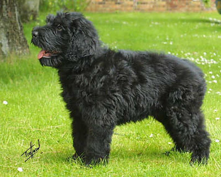 Hundurinn heitir Dolly og er svartur af gerðinni Terrier.