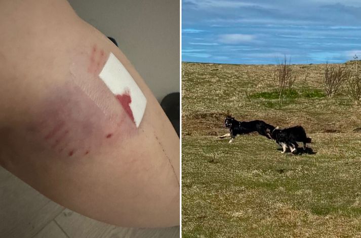 Katrín lýsir því hvernig eigandi hundanna stóð hjá á meðan Border Collie-hundarnir tveir hlupu á eftir henni.