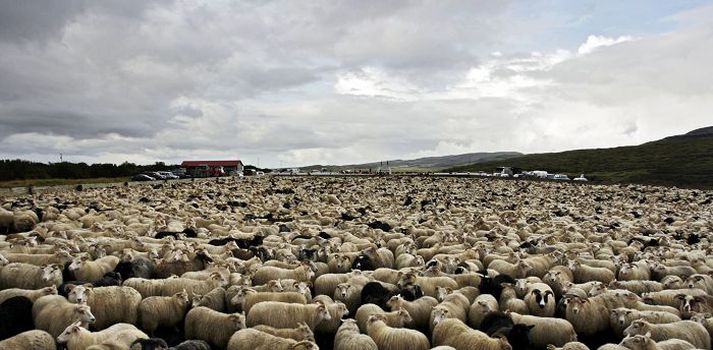 Þverárfellsréttir Evrópusambandið flytur inn nálægt 300 þúsund tonnum af kjöti árlega og því myndi rúmlega tvö þúsund tonna aukning innflutnings héðan ekki vera nema sem dropi í hafið.Fréttablaðið/Valli