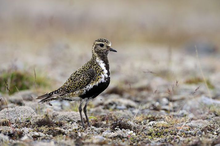 Lóan átti erfitt í byrjun sumars og sótti inn í húsagarða í þéttbýli.