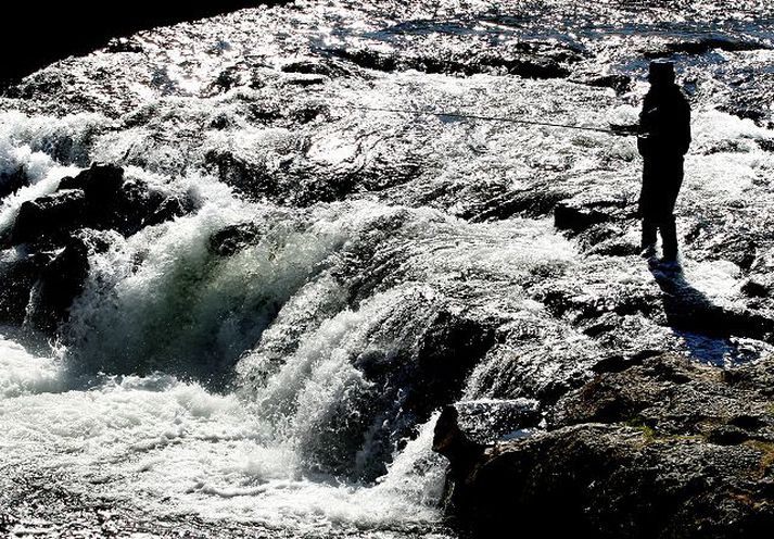 Seiðasleppingar hafa tíðkast áratugum saman til að hjálpa náttúrulegum stofnum laxánna. Myndin tengist ekki efni fréttarinnar.fréttablaðið/gva