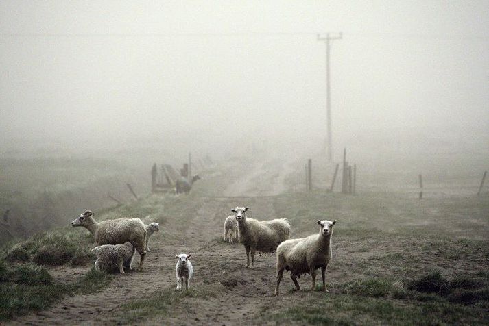 Skepnur hafa ekki drepist í stórum stíl vegna öskufallsins frá Grímsvötnum líkt og bændur óttuðust í fyrstu. Unnið er að því að koma húsdýrum í skjól þar sem því verður við komið og sjá þeim fyrir rennandi vatni og hreinu fóðri.
Fréttablaðið/Vilhelm