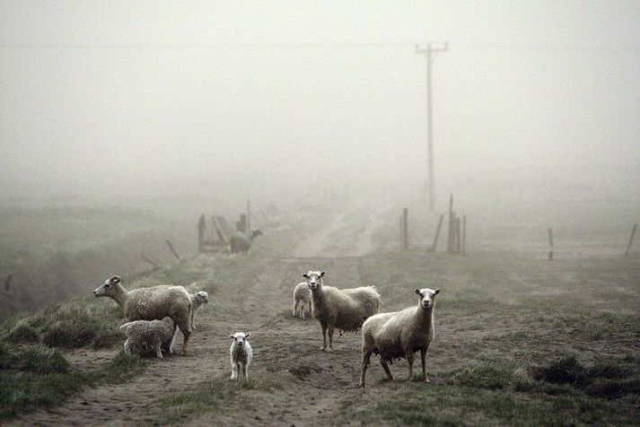 Skepnur hafa ekki drepist í stórum stíl vegna öskufallsins frá Grímsvötnum líkt og bændur óttuðust í fyrstu. Unnið er að því að koma húsdýrum í skjól þar sem því verður við komið og sjá þeim fyrir rennandi vatni og hreinu fóðri.
Fréttablaðið/Vilhelm