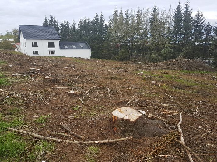 Það eina sem eftir er af trjálundinum er röndin meðfram Miklubraut.