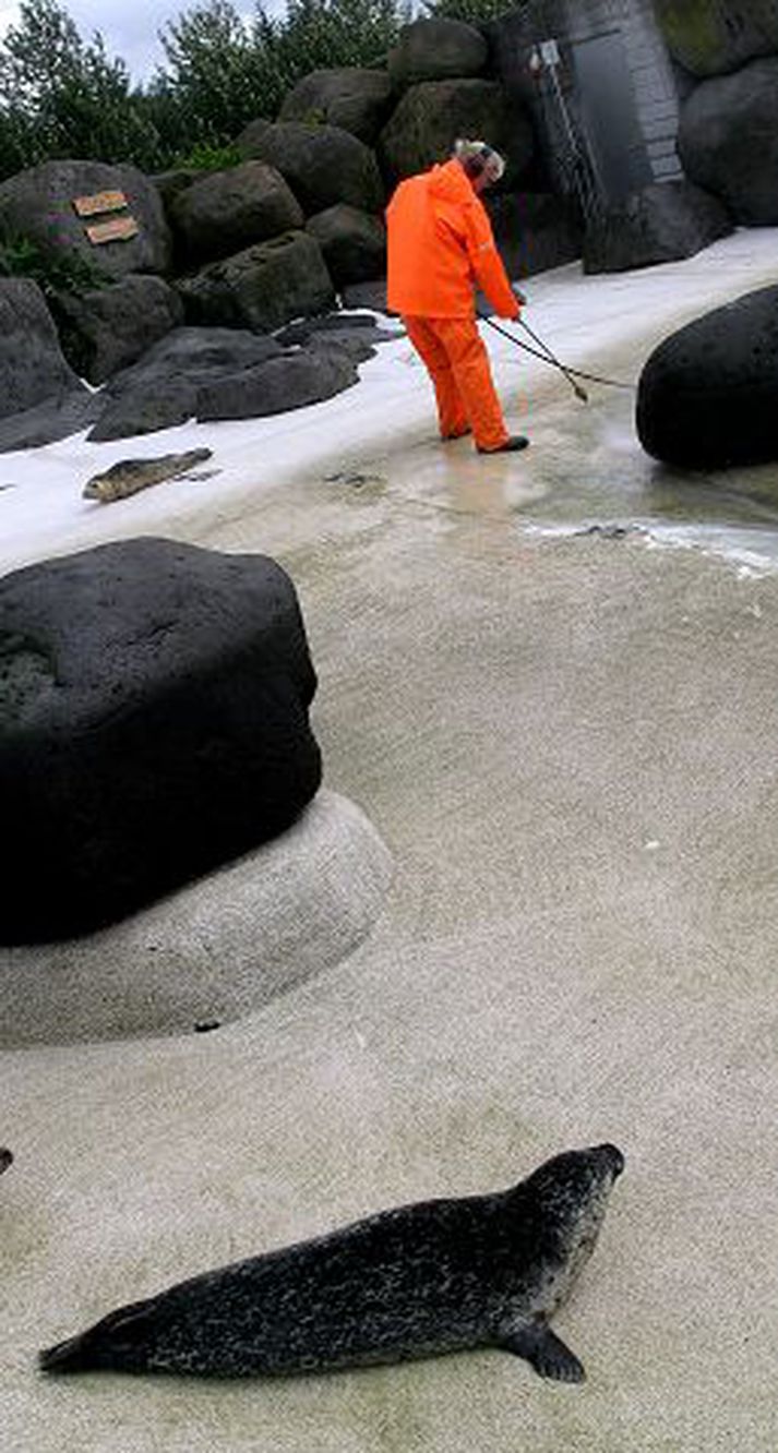 Yfir 3.200 sóttu um þau 49 störf sem voru í boði hjá Fjölskyldu- og húsdýragarðinum.