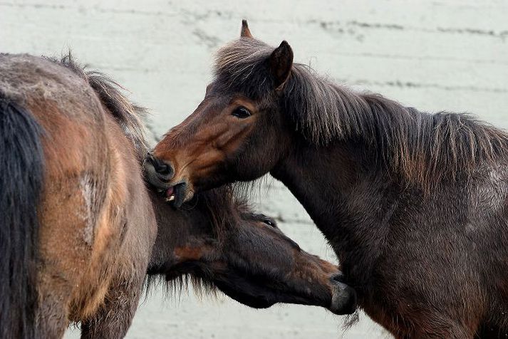 hross hnotabítast
Ábúandi á bænum Kúludalsá tengdi veikindi hrossa sinna við mengun frá iðjuverum í Hvalfirði. Svo reyndist ekki vera. Myndin tengist ekki fréttinni beint.
fréttablaðiÐ/gva