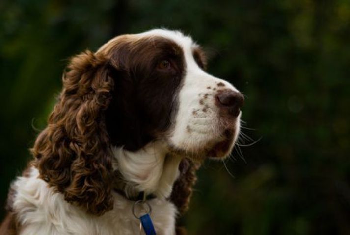 Fíkniefnahundurinn Buster er af gerðinni English Springer Spaniel, eins og hundurinn á myndinni.
