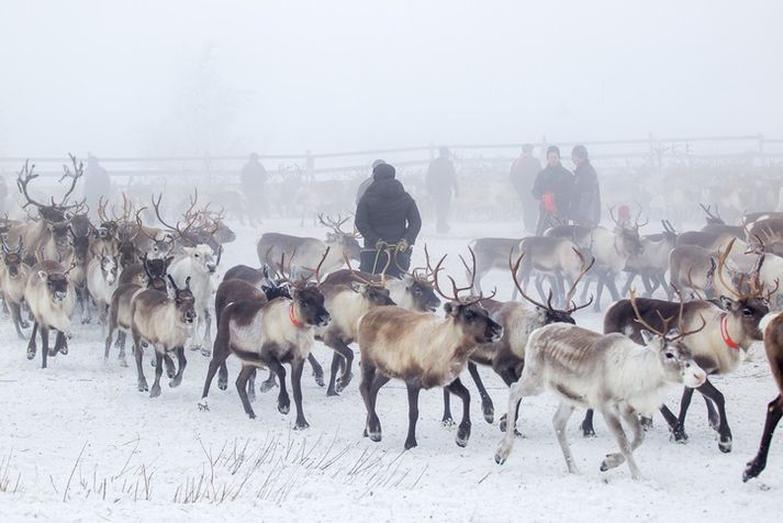 Svæðið sem um ræðir er um 5.500 ferkílómetrar og er að finna milli Kiruna og Gällivare.