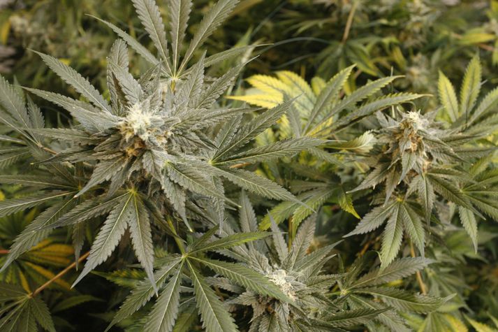 Þrír karlar á fertugsaldri voru handteknir í þágu rannsóknarinnar.