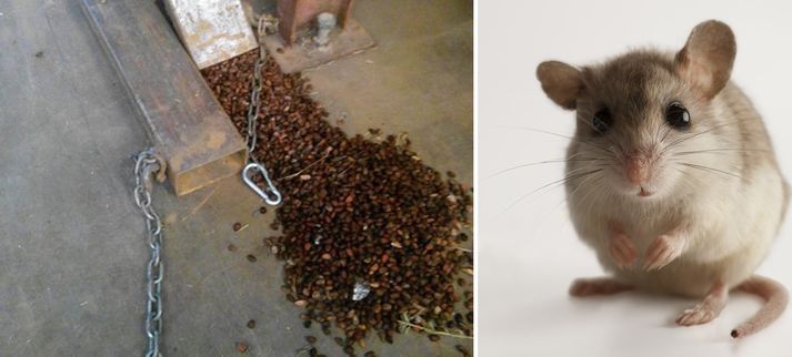 Skúli smellti mynd af fræjunum sem sjá má á þessari mynd. Músin tengist fréttinni ekki.