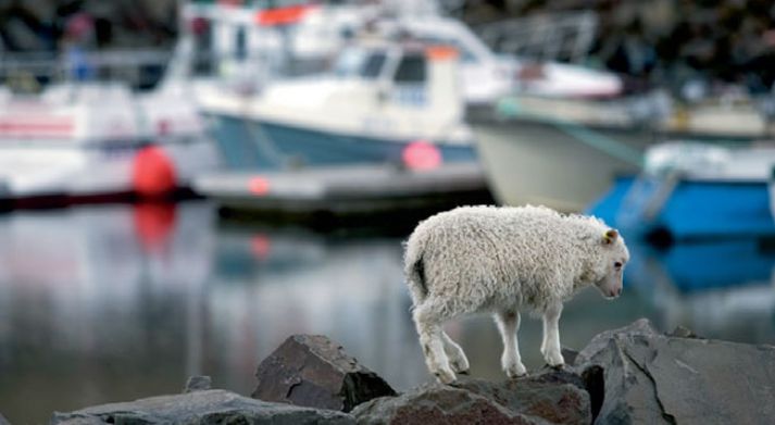 Við höfnina í Norðurfirði í Árneshreppi á Ströndum.