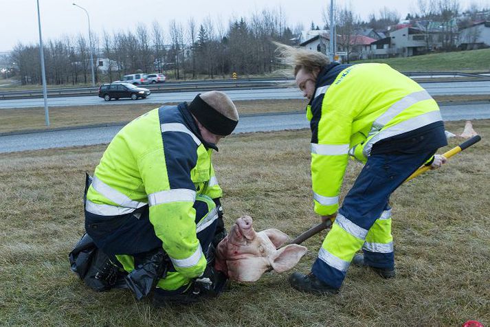 Borgarstarfsmenn hreinsuðu upp þrjú svínshöfuð, sex svínslappir, blóðugan Kóran og fleira á lóðinni í Sogamýri, þar sem til stendur að reisa mosku.