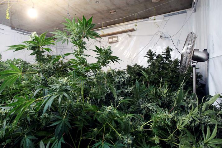 Kannabisræktun á höfuðborgarsvæðinu. Myndin er ekki frá þeim stöðum sem um ræðir í fréttinni.