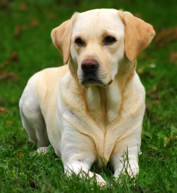 Hundur af labrador kyni.