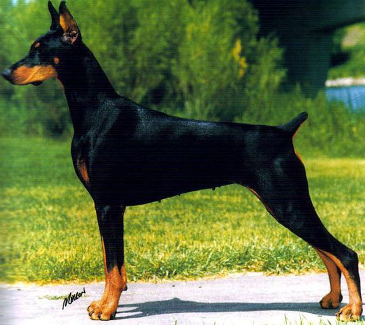 Doberman-
hundur