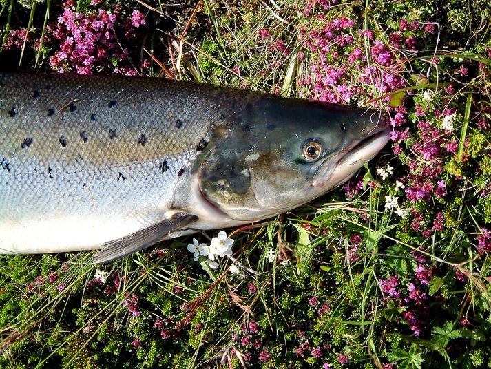 Norðurá er með 203 laxa en fjórar aðrar ár eru komnar yfir 100 laxa í sumar.