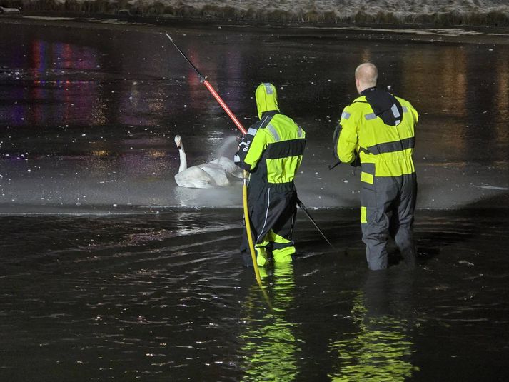 Slökkviliðið á höfuðborgarsvæðinu kom álftinni til aðstoðar en hún hafði frosið föst við ísinn á tjörninni í Hafnarfirði.