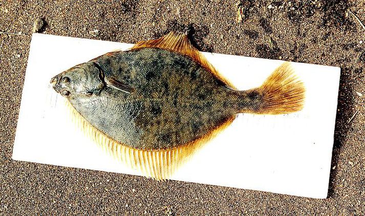 Flatfiskur af kolaætt. Getur náð 60 sentimetra lengd. Lifir við botn frá fjöruborði niður á 100 metra dýpi.mynd/vmst