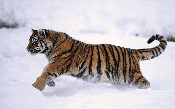 Tígrisunginn Vladimir unir sér glaður í Highland Wildlife-garðinum í Kingussie í Skotlandi.