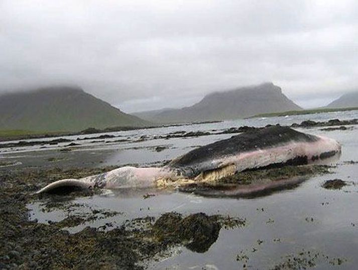 Búrhvalir eru stærstir tannhvala. Einungis tarfar sem illa gengur með hitt kynið koma hingað til lands.