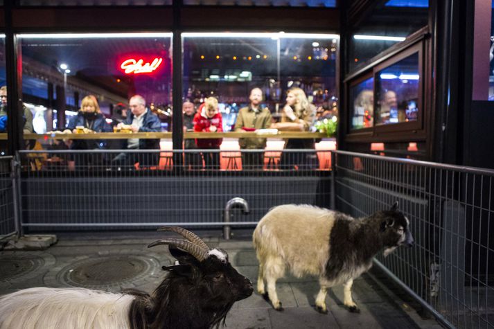 Heitar tilfinningar blossuðu upp hjá grænmetisætum vegna sýningar á tveimur geitum við Hlemm.