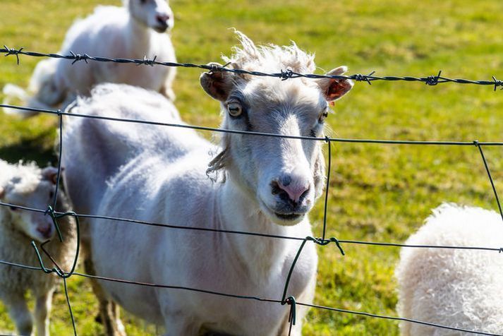 Lögreglu hefur ekki enn tekist að hafa hendur í hári sauðaþjófanna sem gerðu sér lítið fyrir og slátruðu lambi í Dritvík, gerðu að og átu þar í fjöruborðinu.