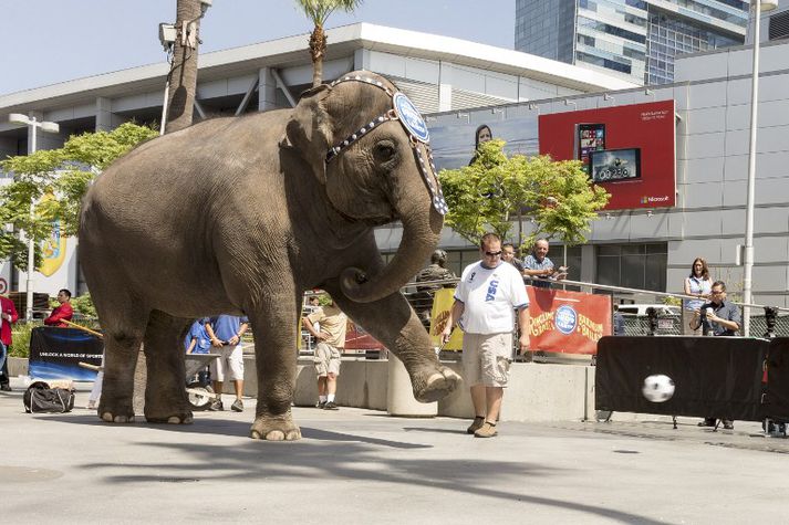 Talsmaður Ringling Bros. and Barnum & Bailey segir í samtali við AP að þátttaka fíla verði hætt í áföngum fyrir árið 2018.