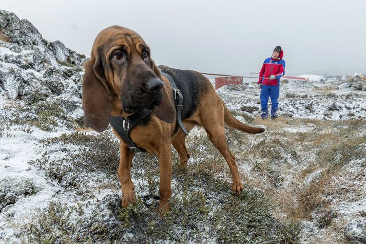 Sporhundurinn Perla er sú eina sinnar tegundar á landinu og fór í tæpa 200 km af spori á síðasta ári og í 32 útköll.