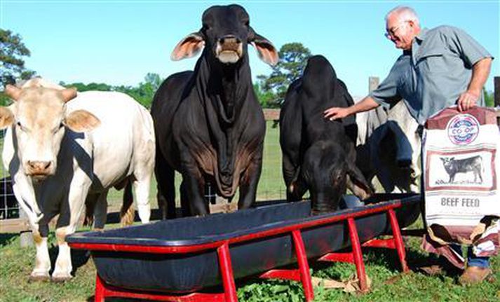 Þetta er ekki óalgeng sjón í bakgörðum venjulegra heimila í Alabama og víðar í Bandaríkjunum.
