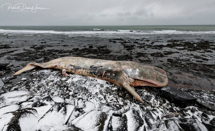 Full­vaxn­ir búr­hvalstarfar geta orðið um 20 metr­ar að lengd og 40 til 50 tonn að þyngd.