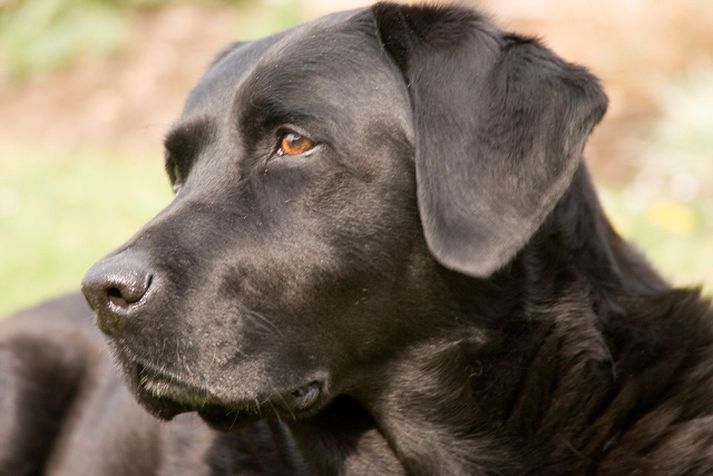 Brúnn labrador. Myndin tengist fréttinni ekki beint.