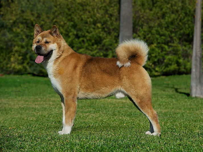 Hundurinn sem um ræðir var af gerðinni American Akita. Myndin er af slíkum hundi, þó alls ótengdur umræddu máli.