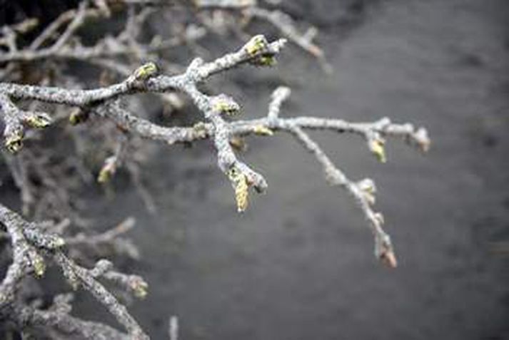 Landgræðslan mun á næstu dögum sá grasfræi á Markarfljótsaurum, undir austanverðum Eyjafjöllum og á Skóga- og Sólheimasandi.