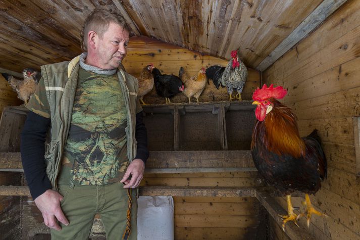 "Hanarnir sjá um að koma hænunum inn og hafa röð og reglu á þeim,“ segir Kristján Ingi Jónsson sem hefur ekki gefist upp.