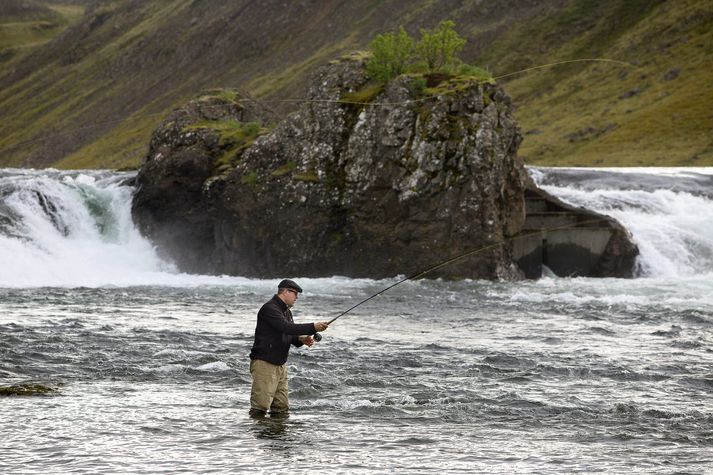 Bjarni Benediktsson kastar fyrir lax í Norðurá. Stjórnvöld leyfa eldi á regnbogasilungi í gömlum sjókvíum sem standast ekki nýjar reglur um búnað.