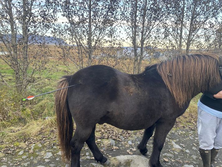 Eigandi Ýmis frá Bakka segist skelfdur eftir að hafa komið að hesti sínum með ör um 15 sentimetra inn í læri sínu. Mildi þykir að ekki fór verr en Ýmir er nú á batavegi.