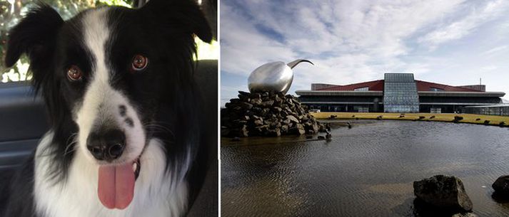 Hundurinn Hunter hefur verið týndur á Miðnesheiði frá því á föstudag en dýralæknir mun sinna honum í kvöld.