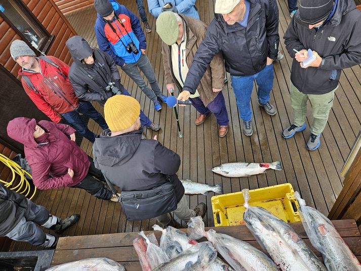 Erlendir blaðamenn virða fyrir sér ósköpin á pallinum við veiðihús Langadalsár í Ísafjarðardjúpi í dag. Hluta eldislaxins sem tekist hefur að veiða má sjá á myndinni.