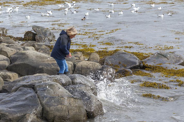 Frá sýnatöku Heilbrigðiseftirlitsins í sjónum við Faxaskjól í Reykjavík.